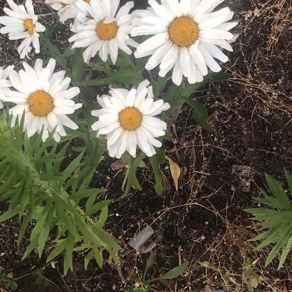 Meet your Posher, Kevlyn - Picture 1 of 1